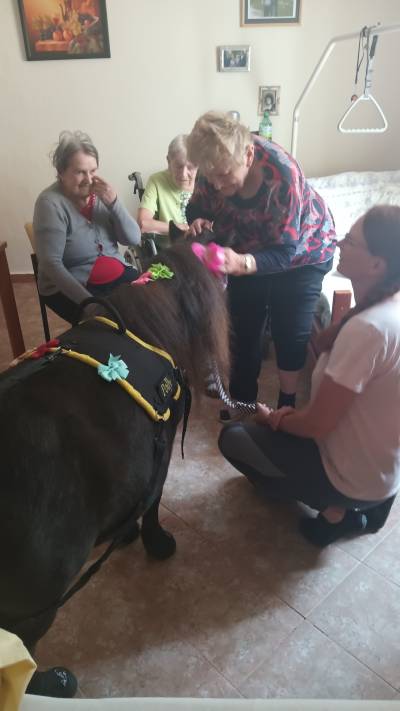Návštěva terapeutického koníka