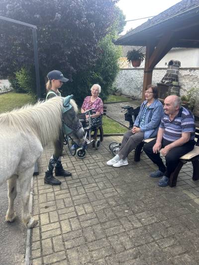 Koně v Budislavi