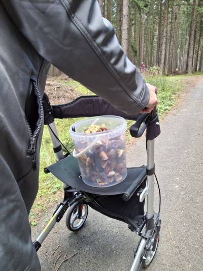 Návštěva lesa - sběr hub