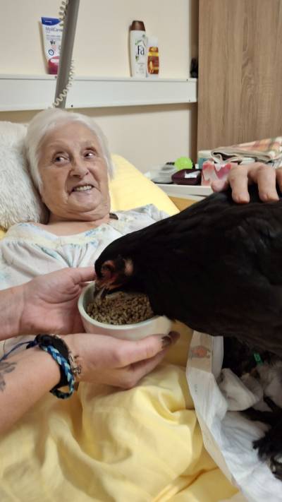 Slepice Wendy- zvířátka do lůžek