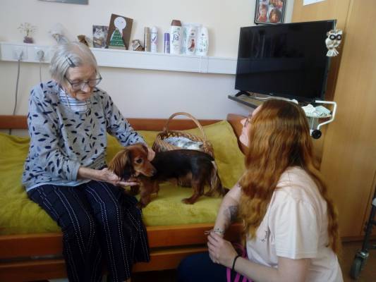 Zvířata do lůžek