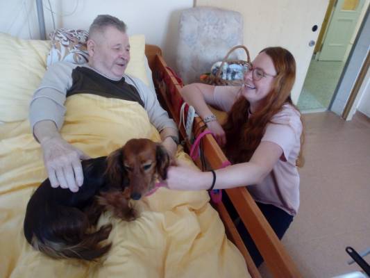 Zvířata do lůžek