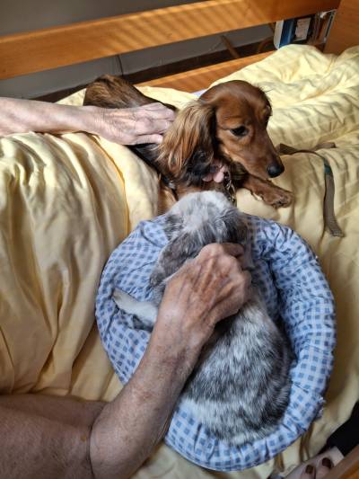 Zážitkové setkání se zvířaty paní Martiny Doležalové, na lůžkách